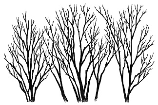 269G Three Bare Trees