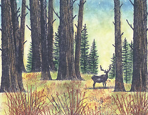 Deer in the Forest